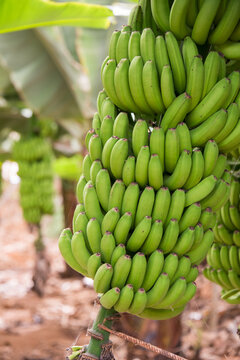 Racimos de pl&aacute;tanos en una plantaci&oacute;n de Canarias