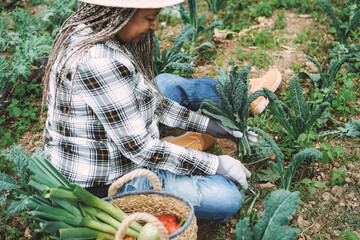 Farmer senior woman working at greenhouse while picking up vegetables - Focus on top hand