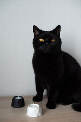 two soy wax candles in white and black plaster candlesticks. A British cat is sitting on a table by handmade candles