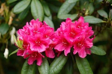 Rosarote Rhododendronblüte, Close-Up, Deutschland