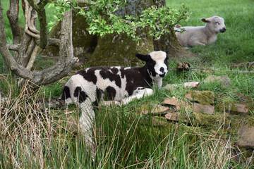 Naklejka na ściany i meble White and Black Baby Lamb on a Farm