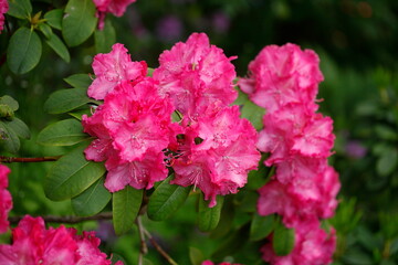 Rosarote Rhododendronblüte, Close-Up, Deutschland