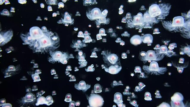 Umbrella jellyfish, Turritopsis nutricula Jellyfish, floating like a UFO