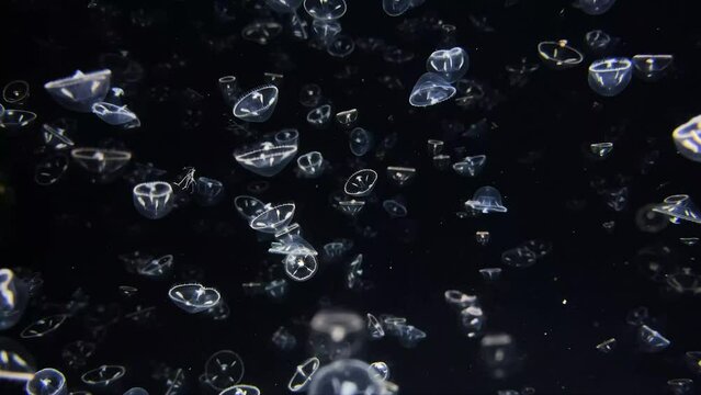 Umbrella jellyfish, Turritopsis nutricula Jellyfish, floating like a UFO
