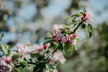 Fr&uuml;hling am Apfelbaum im Juni