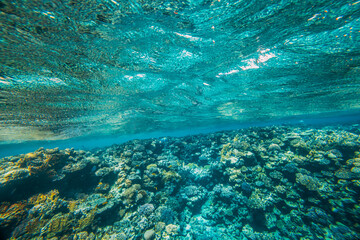 Fototapeta na wymiar a panorama underwater coral reef on the red sea