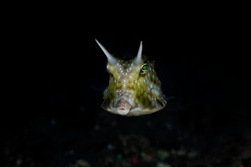 Longhorn Cowfish - Lactoria cornuta. Underwater night life od Tulamben, Bali, Indonesia.