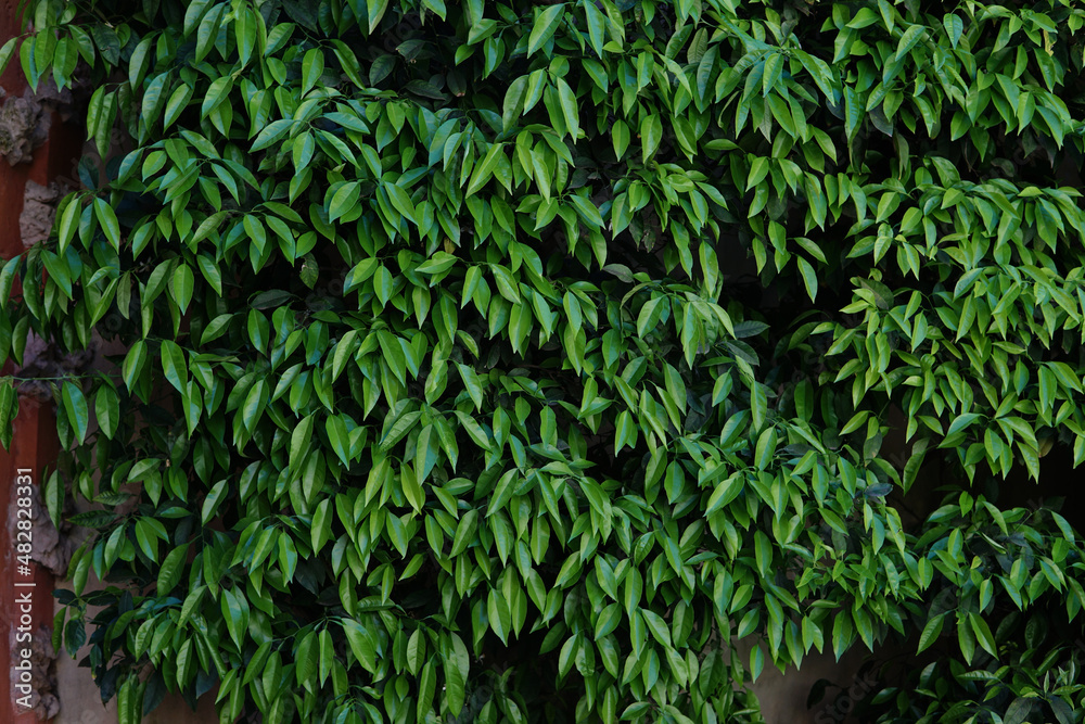 Sticker a bright green bush with lush leaves