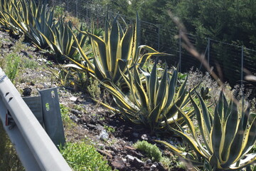 Agave americana var. variegata plant with yellow and green leaves