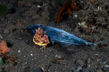 Mantis Shrimp feeding on a dead tuna. Underwater night life of Tulamben, Bali, Indonesia.