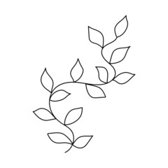 Branch with leaves. Floral sign decoration book text. Field herbs. Linear sketch of a garden plant. Hand drawn vector illustration in doodle style. Elegant isolated element.