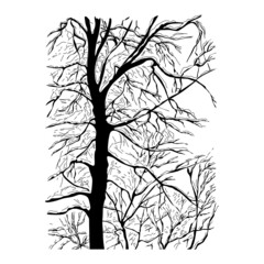 Trees without leaves, forest  in winter or autumn. Black silhouette on isolated white background, hand drawn drawing.