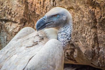 Portrait of a rare Cape Vulture in the Eastern Cape, South Africa