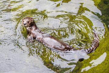 A Spotted-necked Otter swimming in the Eastern Cape, South Africa