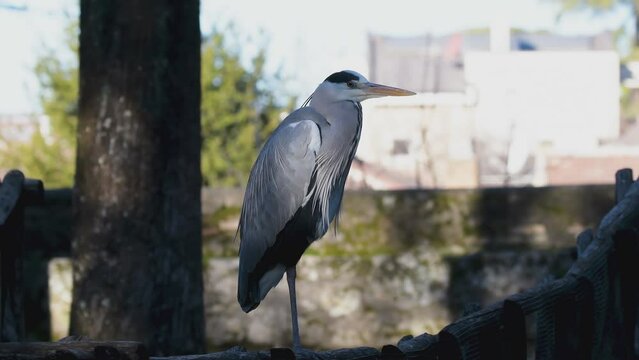 gray heron posed near a pond