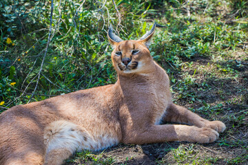 A Caracal on full alert in the Eastern Cape, South Africa