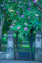 a gate and beautiful myrtle flowers entwined her