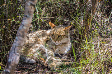 A Wild Cat in the grass in the Eastern Cape, South Africa