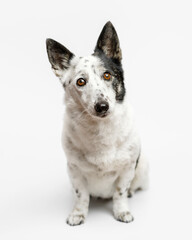 Portrait of a cute small black and white dog sitting on a white background.