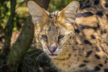A Serval looking wary in the Eastern Cape, South Africa