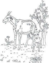 childrens coloring book goat and goat vector
