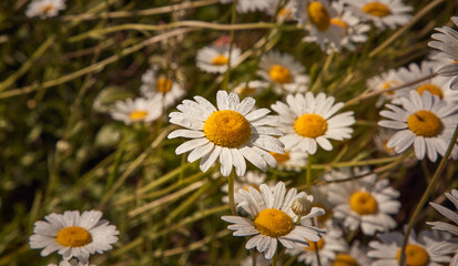 Fototapeta premium Field of white and orange daisies with dewdrops.