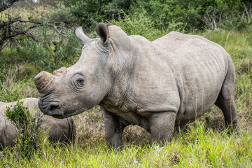 A large de-horned female White Rhinocerous in the Eastern Cape, South Africa