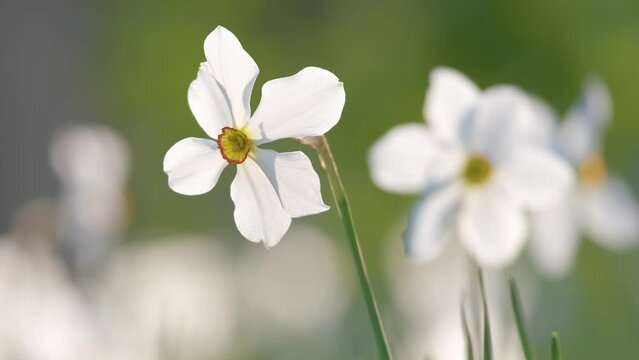 White tender narcissus flowers blooming in spring sunny garden