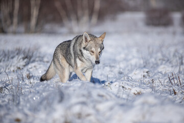 Fototapeta premium Saarloos wolf dog in snow winter animal