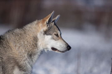 Saarloos wolf dog in snow winter animal © Denny