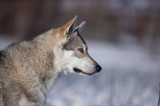 Saarloos wolf dog in snow winter animal