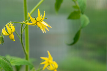 Yellow flowers of a growing tomato in a garden