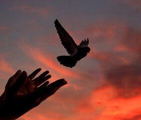 birds flying for freedom from an open hand, freedom concept, the bird released from the hand, bird set free, hope concept.
