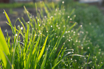 Green stems of emerging grain with drops of morning dew. Spring in the village. Dew drops in the sun. Green fields.selective focus