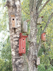 Birdhouses on a tree