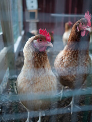 Chicken behind a chicken wire fence
