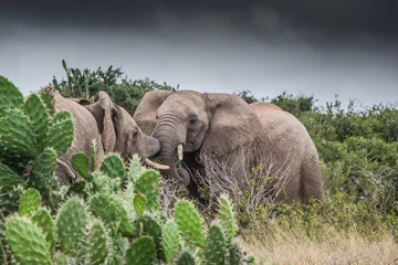 Cercles muraux Parc national du Cap Le Grand, Australie occidentale Two bull Elephants fighting under leaden skies in the Eastern Cape, South Africa