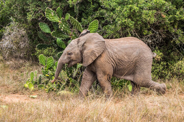 A young Elephant calf playfully cavorting in the Eastern Cape, South Africa