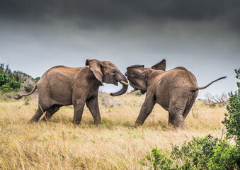Fototapeta na wymiar Two bull Elephants confront each other under leaden skies in the Eastern Cape, South Africa