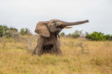 A bull Elephant gives an agressive display in the Eastern Cape, South Africa