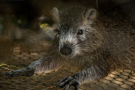 Cuban hutia
