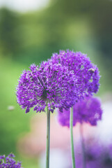 Obraz premium Gentle spring background. Beautiful flower. 