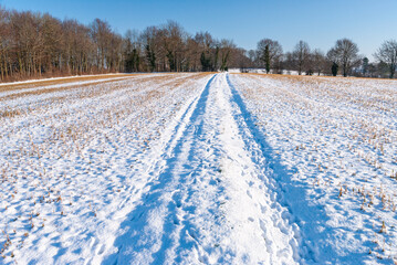 Obraz premium Cultures intermédiaires, couvert environnemental. Champ de moutade gelée sous la neige
