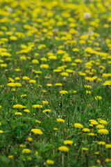 dandelions and green grass in spring