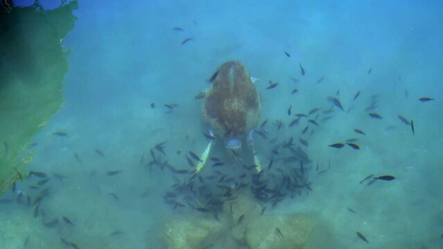 4K.Loggerhead sea turtle swimming and eating shallow sea.Caretta caretta oceanic animal wild wildlife marine reptile endangered Cheloniidae Atlantic Pacific Indian Ocean Mediterranean Sea untended