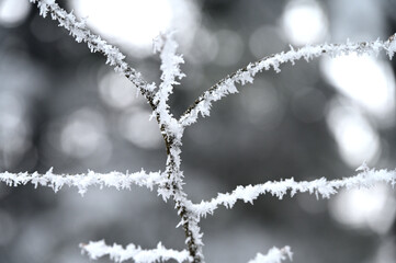 Gałązka krzewu pokryta kryształkami zmrożonego śniegu. - obrazy, fototapety, plakaty