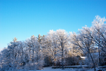 Treetops covered with ice in winter