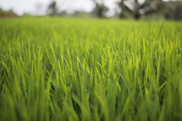 green rice field