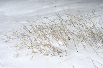 Suche trawy przysypane śniegiem.
