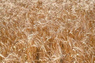 Golden barley field. Yellow ripening ears of barley ready for harvest in summer. Cereals growing on the field. 